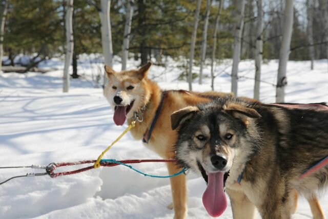 Dog Sled Trip 2